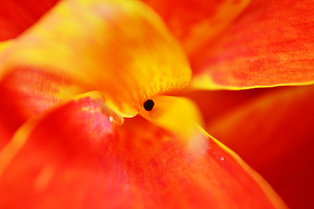 canna, flower petals, center of flower, red flower, nature, summer, colorful