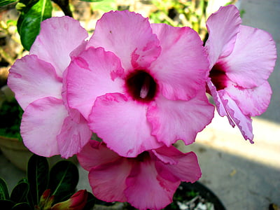 Ramūnas, kamboja jepang, Jawa, Indonezija, gėlė, Adenium, rožinė