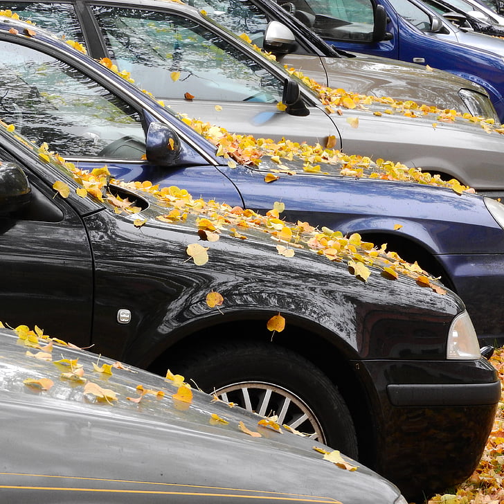 žluté listy, listy na kapotu, listy na auto, podzimní listí, spadané listí, auto, pozemní vozidla