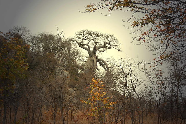 Baobab fa, Afrika, fa, szerves, mezőgazdaság, a szabadban, környezet