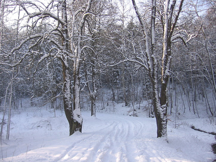 neu, l'hivern, carretera, fred, temporada, gelades, cobert de neu