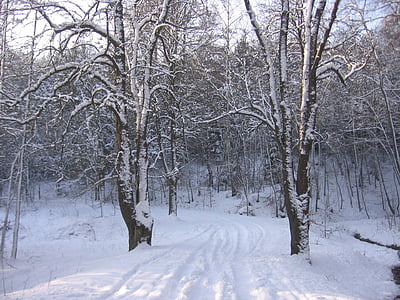 snow, winter, road, cold, season, frost, snowy