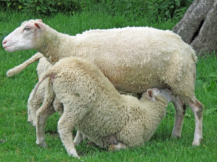 羊, 羊の群れ, 草原, 草, schäfer 犬, schäfer, outlook