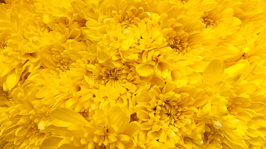 어머니, 엄마, 엄마, 10, 꽃, 노란색, 자연