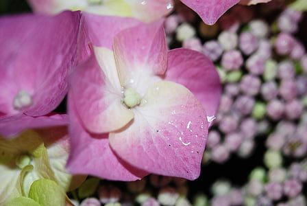 flower, pink, rose, drops, plant, nature, lilac