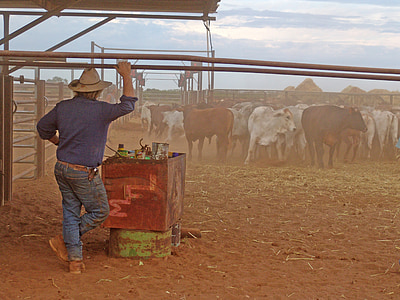 Outback, bestiame, mandriano, Australia
