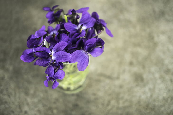 violetas, violeta, flor, primavera, macro, naturaleza, jardín