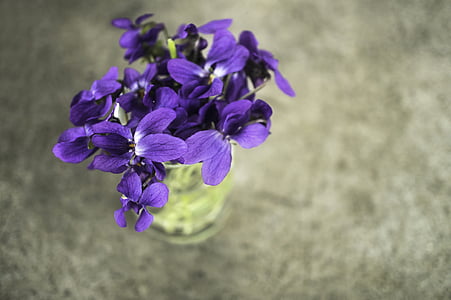 violets, violet, flower, spring, macro, nature, garden