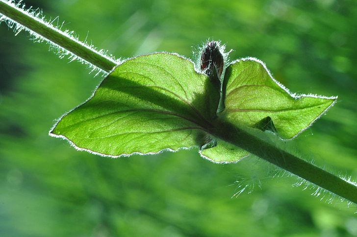 leaf, stem, plant, growth, garden, spring, nature