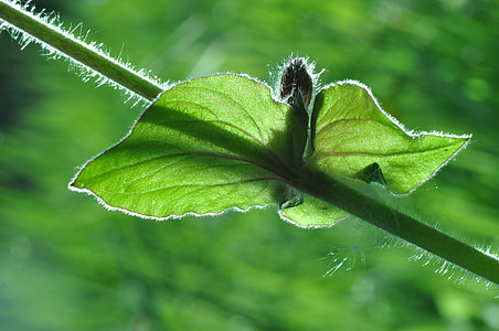 leaf, stem, plant, growth, garden, spring, nature
