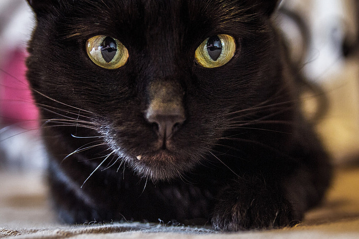 siyah kedi, yakın çekim, yüz, seyir, Aile içi, kedi, hayvan
