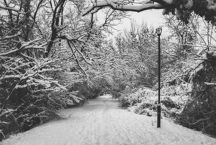 lumi, jalutuskäigu, tee, talvel, loodus, külm, kõndimine