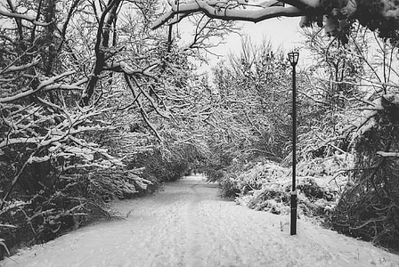 neu, a peu, camí, l'hivern, natura, fred, caminant