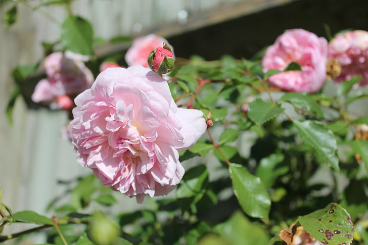 trandafiri roz, de bush, primavara