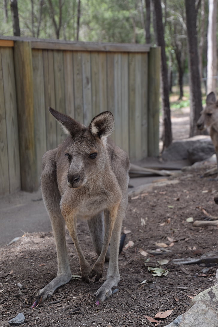 kangaroo, australia, wildlife, marsupial