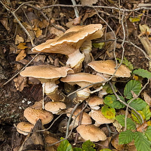 mushrooms, forest, nature, mushroom picking, light brown, forest mushroom, forest floor