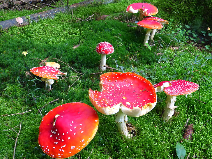 Amanita muscaria, fungo, funghi, rosso fly agaric fungo, tossico, macchiato, autunno