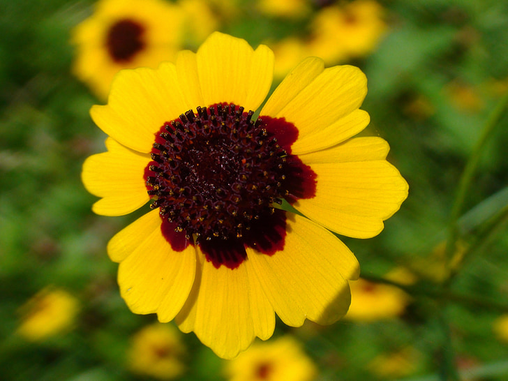 gemeinsame Missouri Blume, gelbe Blume, Anlage