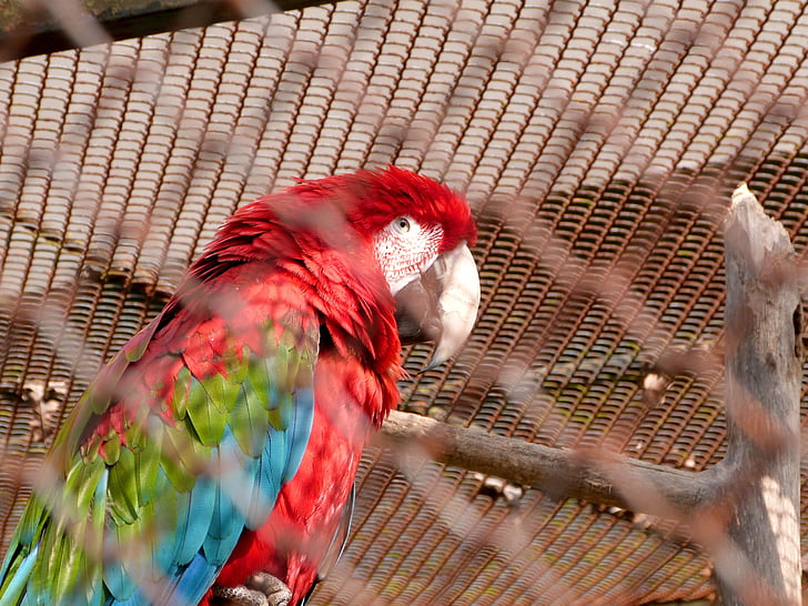papuga, Ara, Makau, czerwony, niebieski, portret