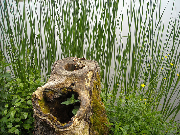 wood, billet, stump, reed, lake, nature