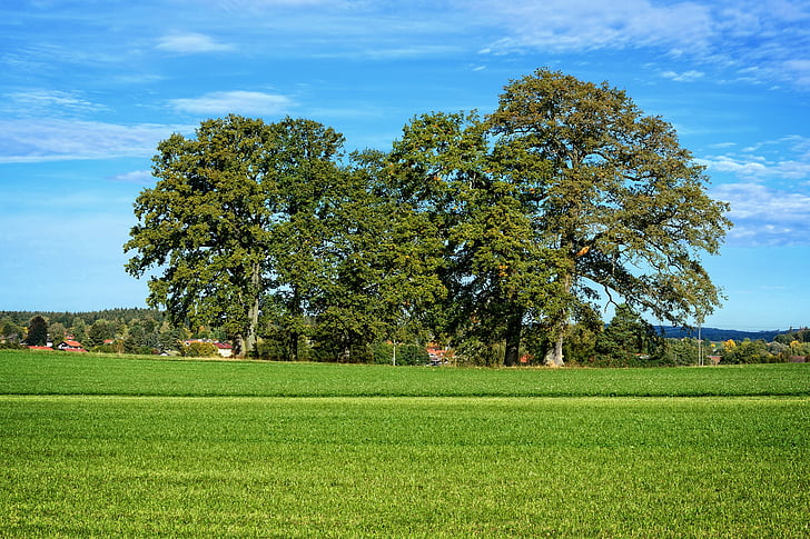 grove of trees, trees, group, meadow, nature, horizon, field