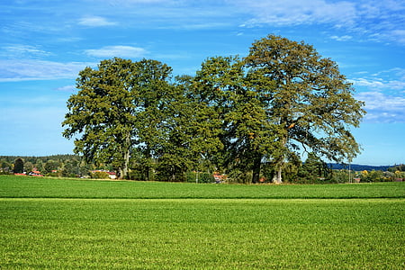 Arboleda de árboles, árboles, Grupo, Prado, naturaleza, Horizon, campo
