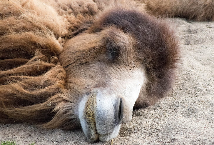 camelo, animal, jardim zoológico