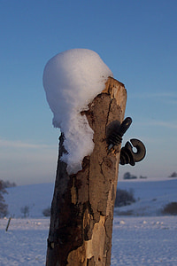더미, 고삐, 눈, 나무, 겨울