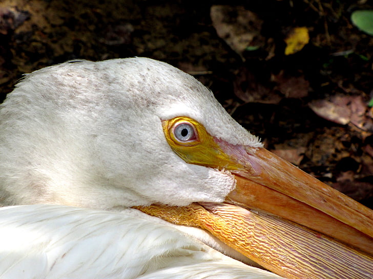 Pelican, fugl, dyr, natur, hvid, gul