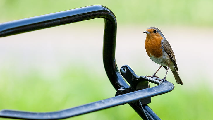Robin, pájaro, rojo, naturaleza, flora y fauna, pequeño, plumaje