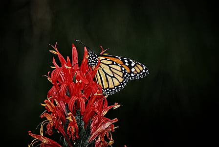 monarque, papillon, Nymphalidae, ailes, mouche, insecte, macro