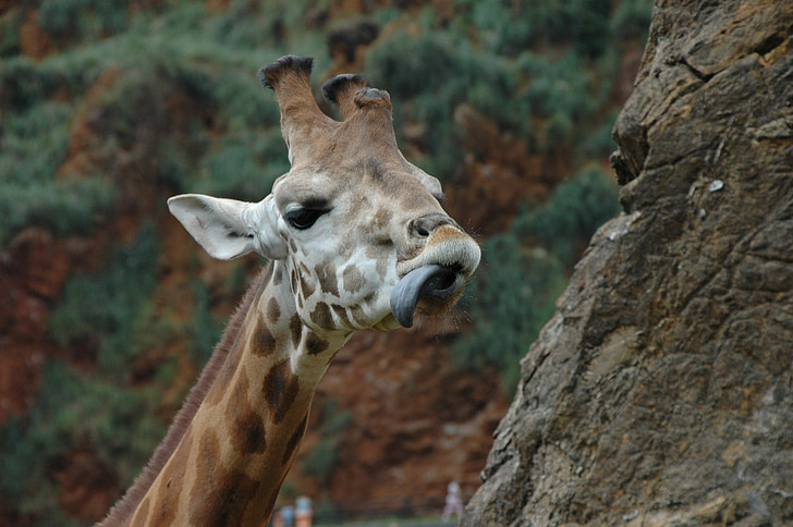 žirafa, jezik, glava