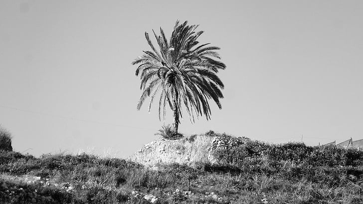 palm, tree, single, landscape, nature, plant, hill
