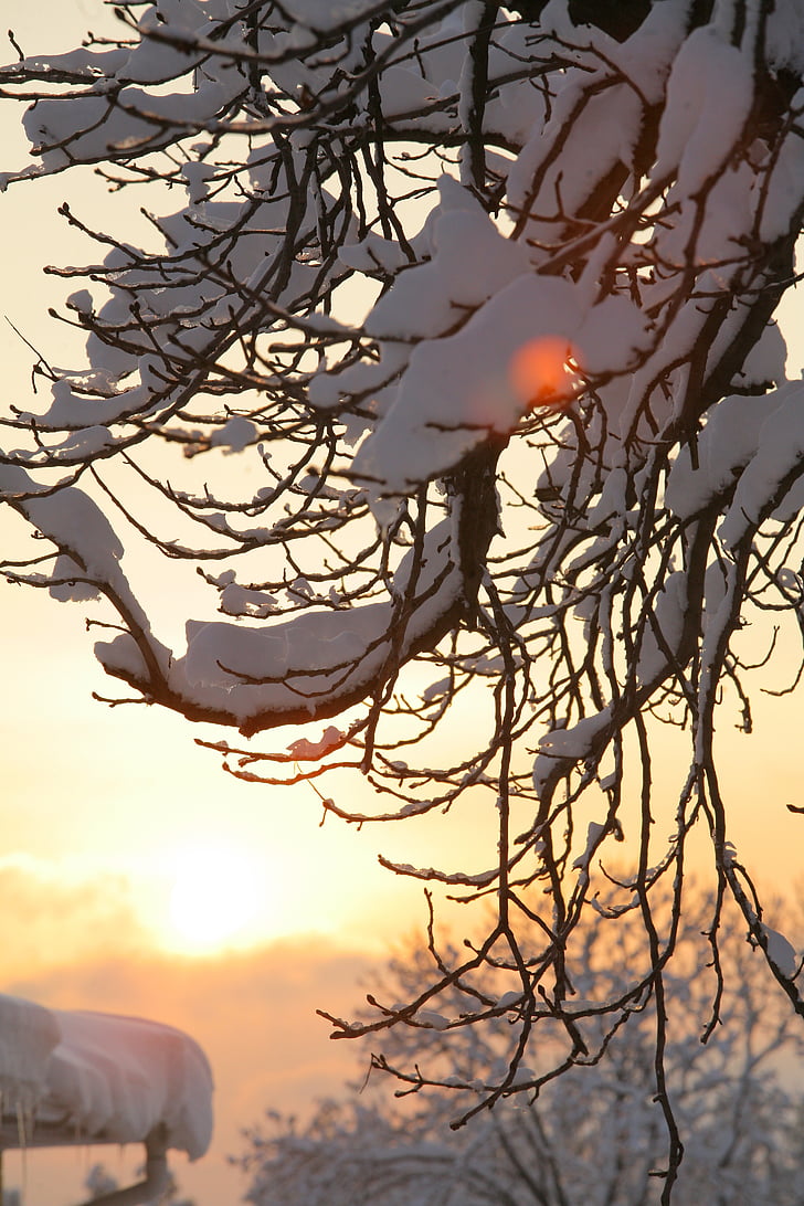 winter, cold, frost, trees, branch, sunset, sun