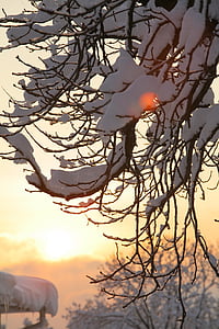 hiver, froide, gel, arbres, Direction générale de la, coucher de soleil, Dim
