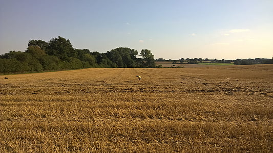 поле, Самуэль, Природа, спелые зерна, злаки, урожай, зерно