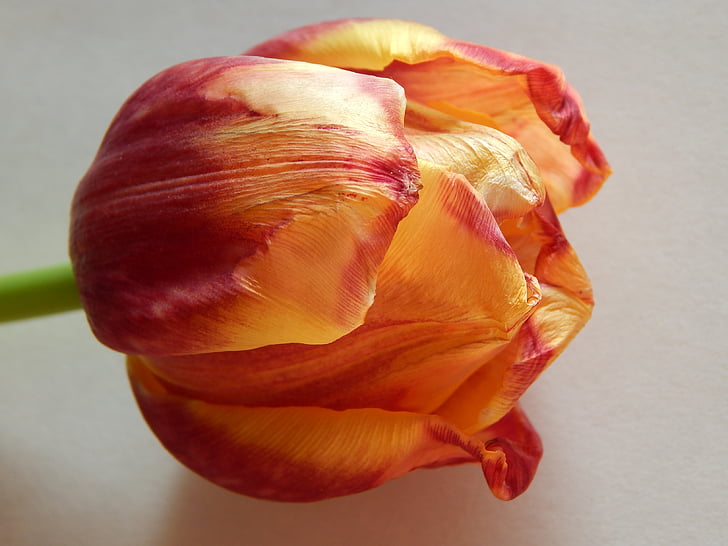 Tulip, blomst, fading