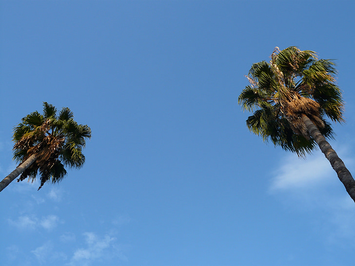 palmeres, arbre, cel, blau, exòtiques