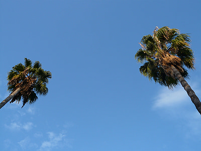 palmiye ağaçları, ağaç, gökyüzü, mavi, egzotik
