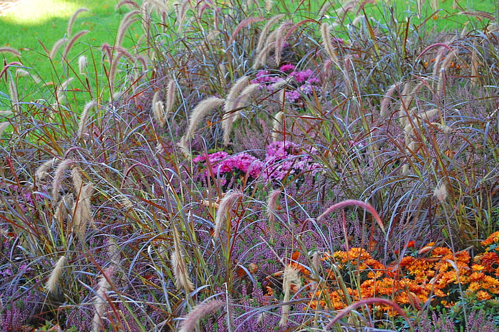 трава, трави, фіолетовий, помаранчевий, Природа, барвистий, завод