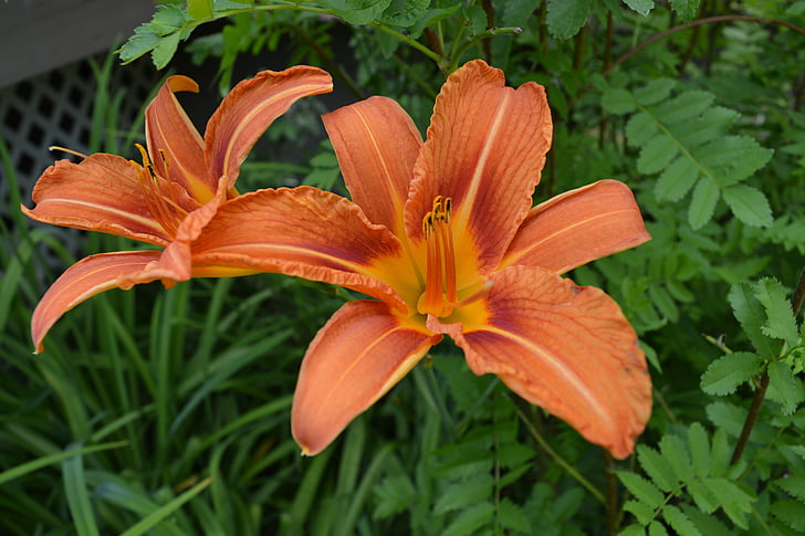 Tiger lily, Lily, orange, fleur, plante, Blossom, nature