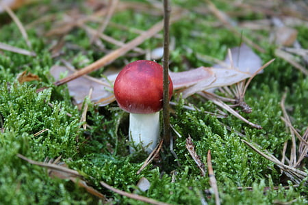 forest floor, moss, mushroom, nature, autumn, fly agaric, bemoost
