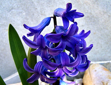 hyacinth, spring, blue, nature, flower, plant, petal