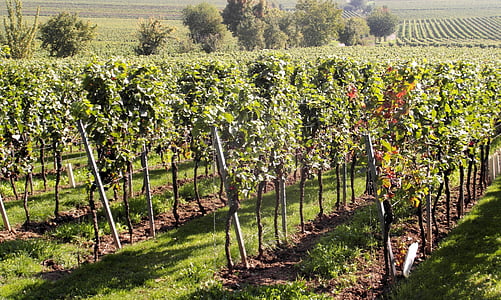 vin, vinhøsten, ny vin, vintage, glas, druer, Pfalz