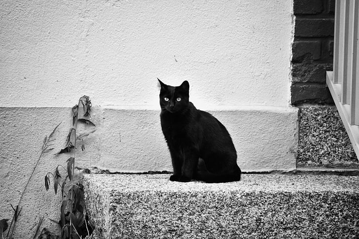 gat, felí, negre, animal, animal domèstic, ulls de gat, cop d'ull