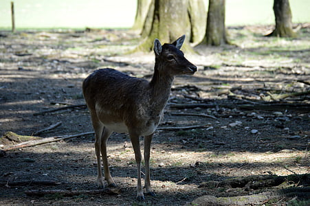 roe deer, wild, forest, wildlife park, animal, nature, wildlife
