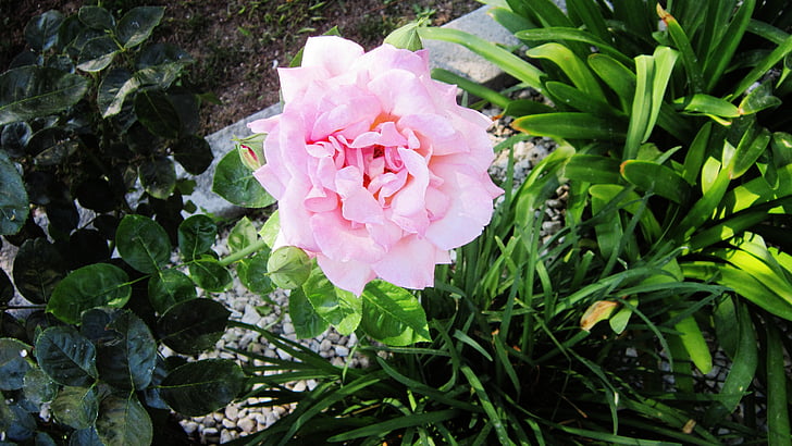 virág, nyári virágok, természet, virágok, rózsaszín, zöld, Pink rose