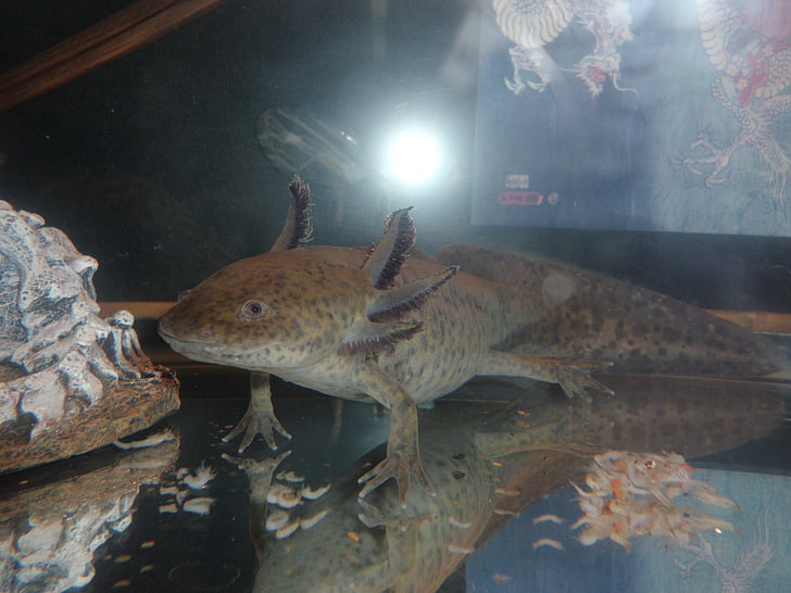 axolotl, Salamander, hewan peliharaan eksotis, Salamander, amfibi, akuarium, makhluk