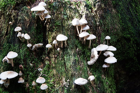 mushrooms, tree stump, forest, white, beige, moss, green