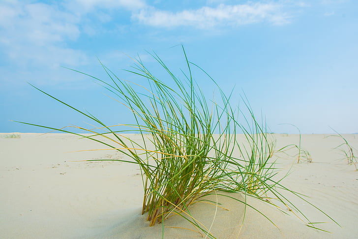трава, Боркум, пляж, Природа, без людей, песок, день
